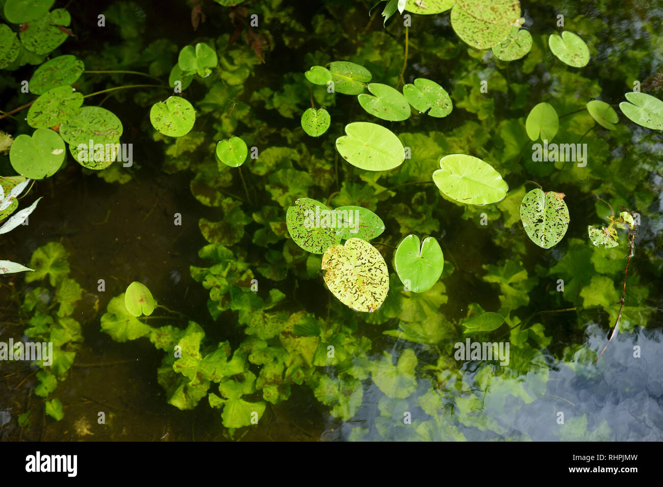Clear lake water covered with bright green waterlily leaves and