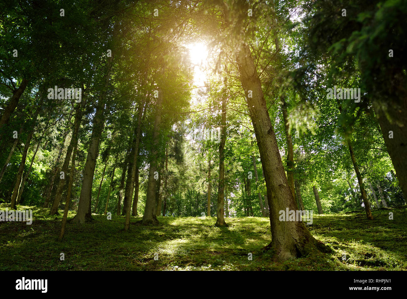 Beautiful mixed pine and deciduous forest in Lithuania, Europe Stock