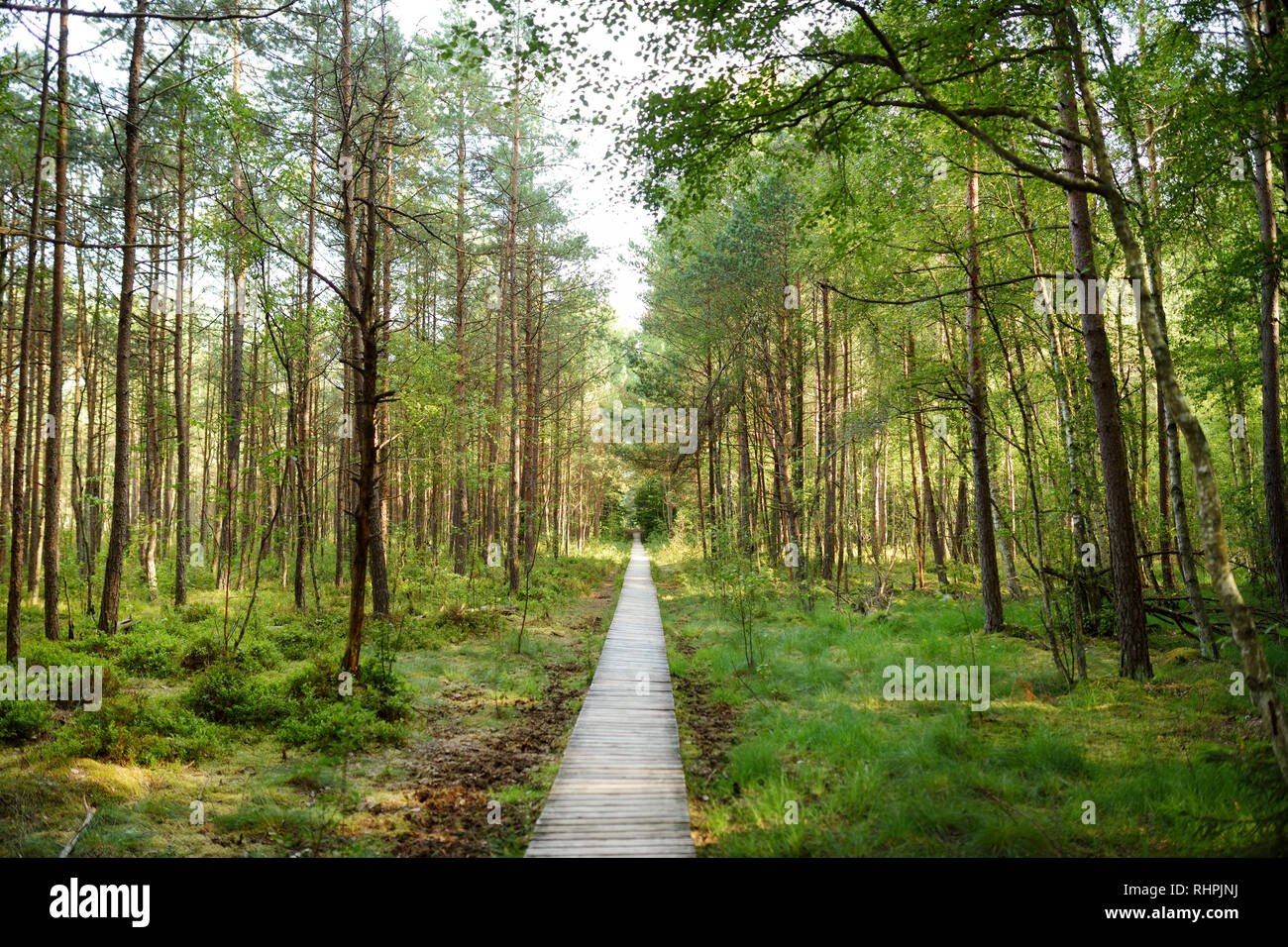 Varnikai cognitive walking way, leading through the most beautiful and