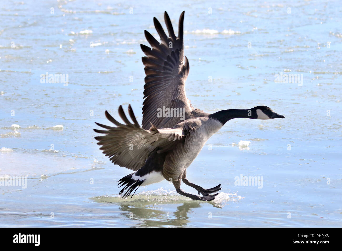 Canada geese on freezing winter lake Stock Photo