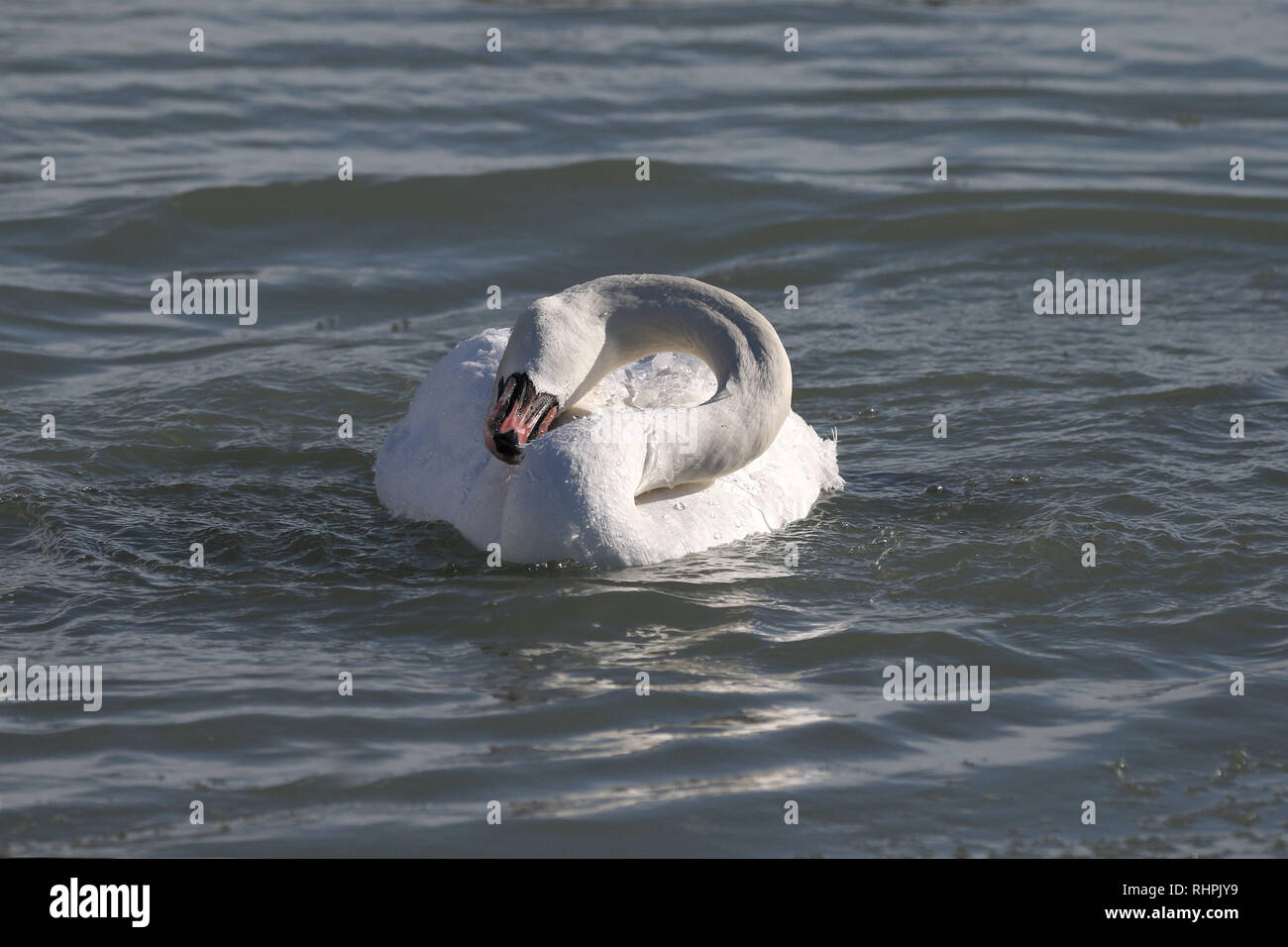 Mute Swan Preening in freezing water Stock Photo