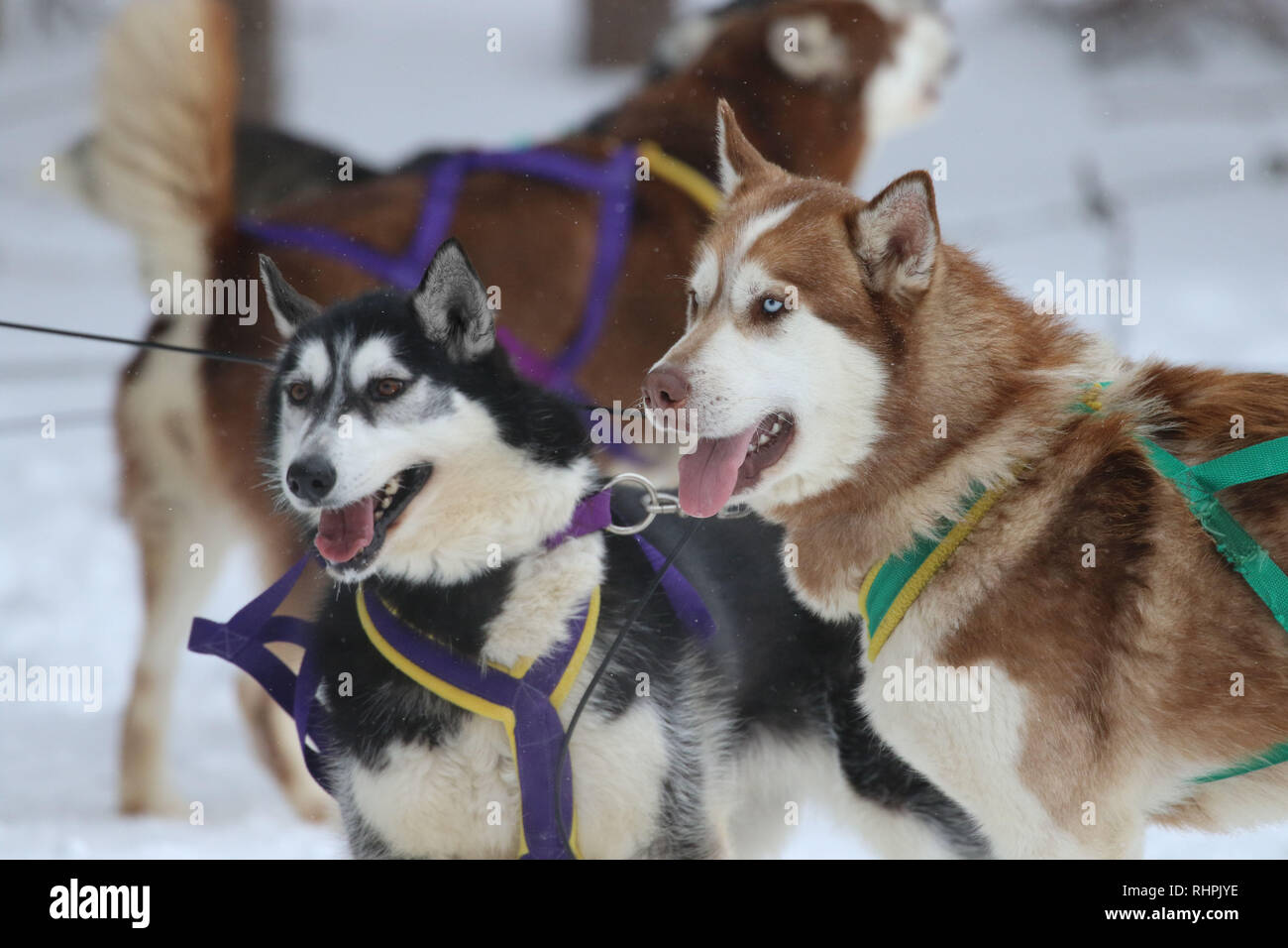 Dog sledding in Haliburton Ontario Stock Photo Alamy
