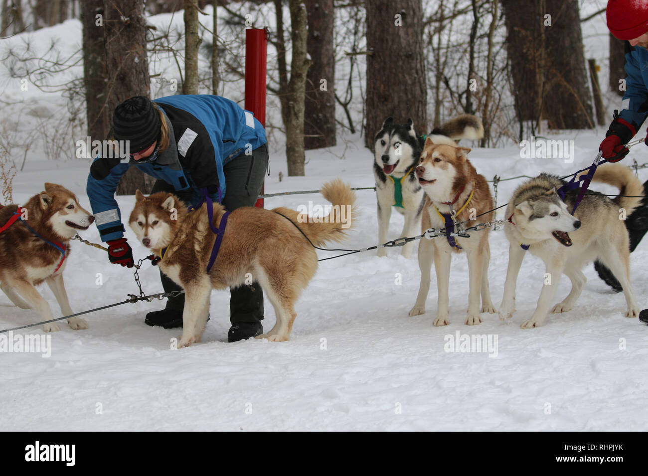 Dog sledding in Haliburton Ontario Stock Photo Alamy