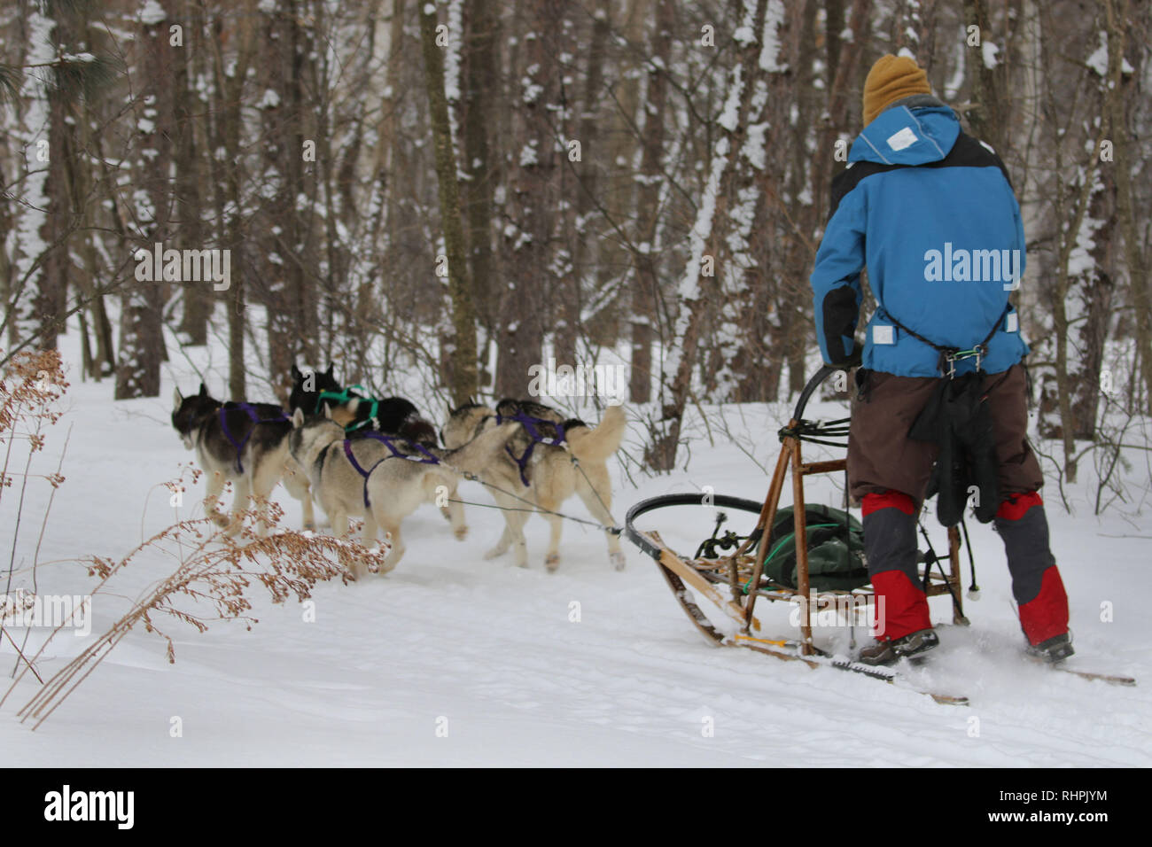 Dog sledding in Haliburton Ontario Stock Photo Alamy