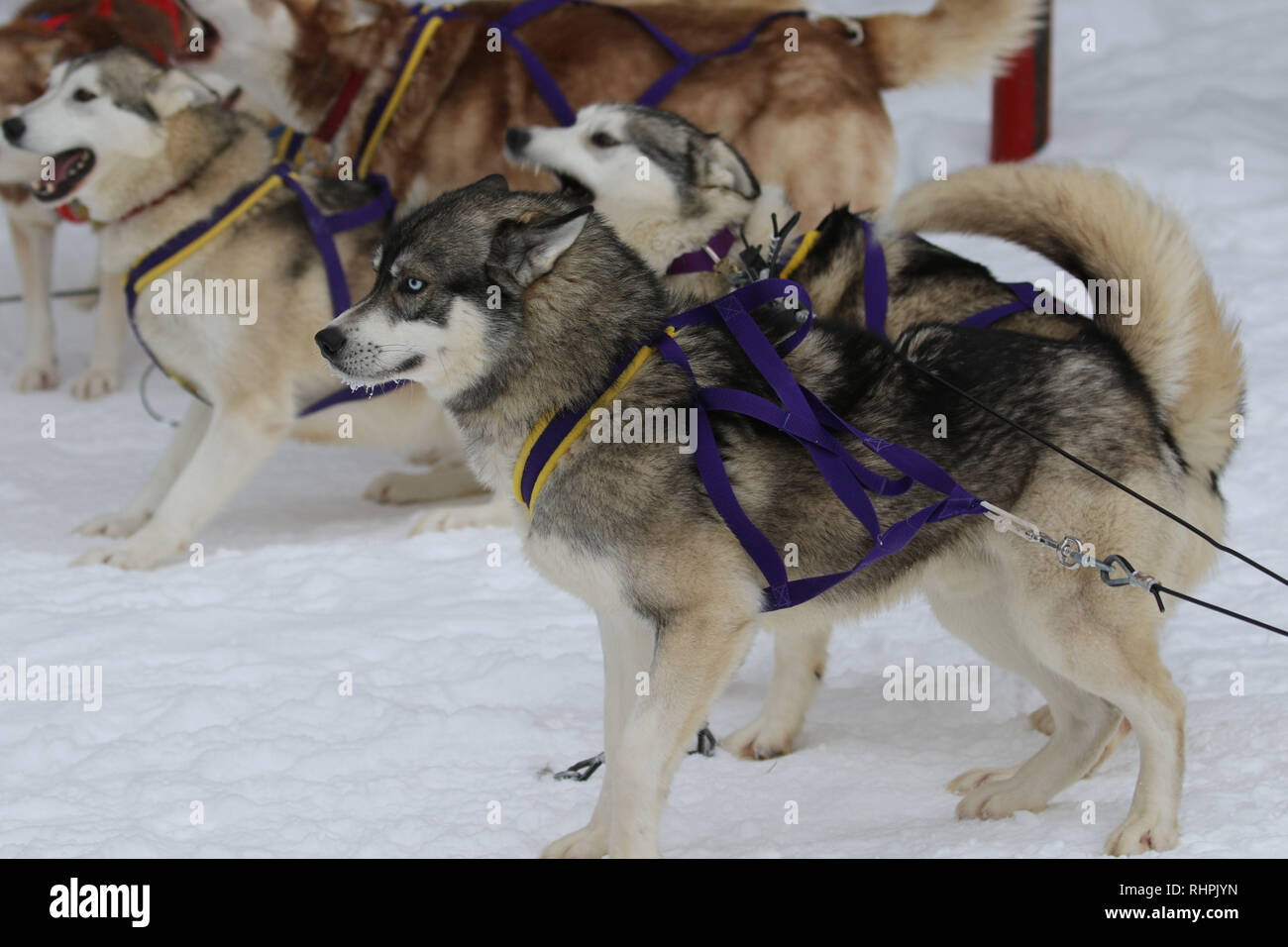 Dog sledding in Haliburton Ontario Stock Photo Alamy