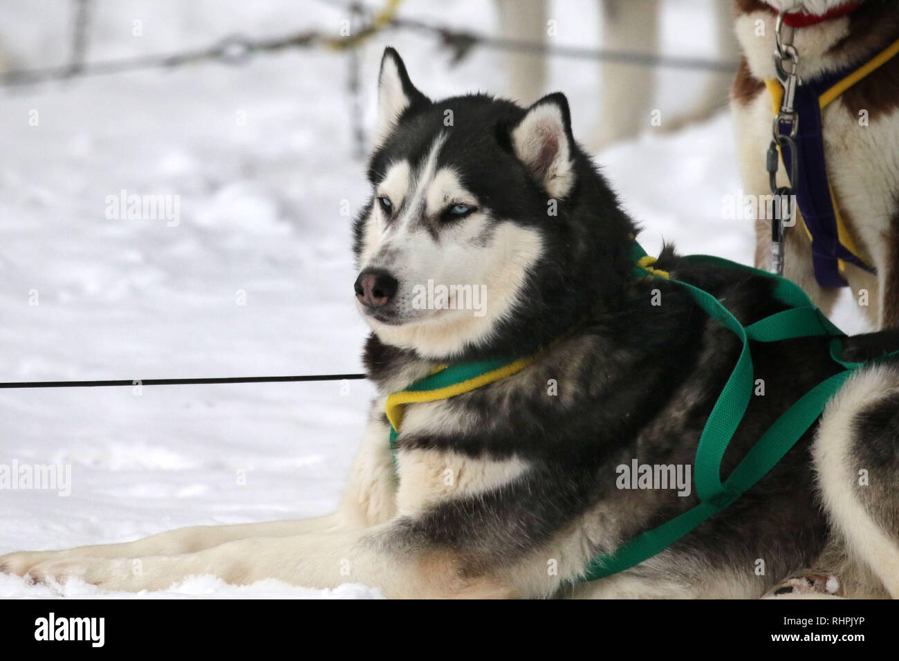 Dog sledding in Haliburton Ontario Stock Photo Alamy
