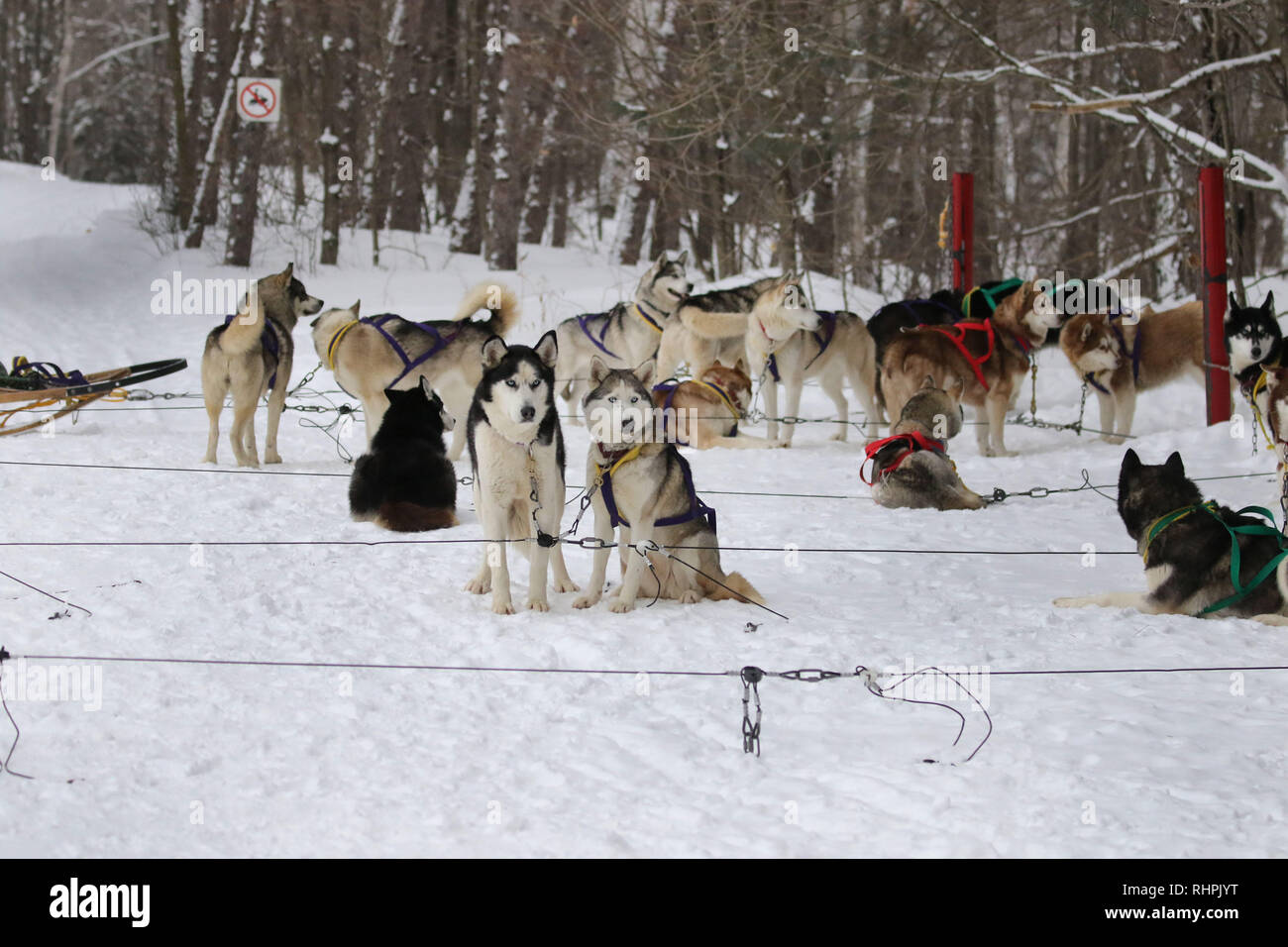 Dog sledding in Haliburton Ontario Stock Photo Alamy