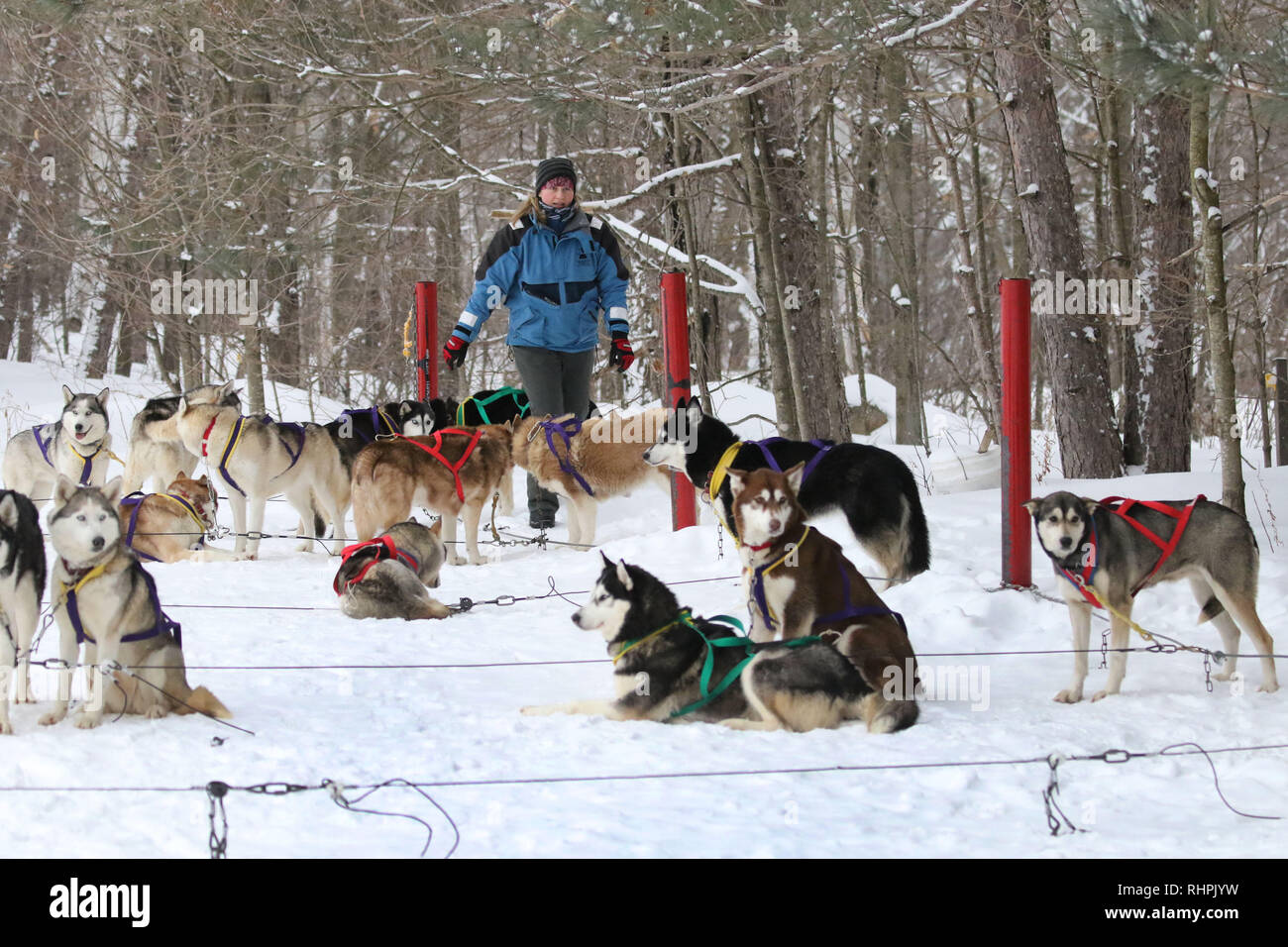 Dog sledding in Haliburton Ontario Stock Photo Alamy