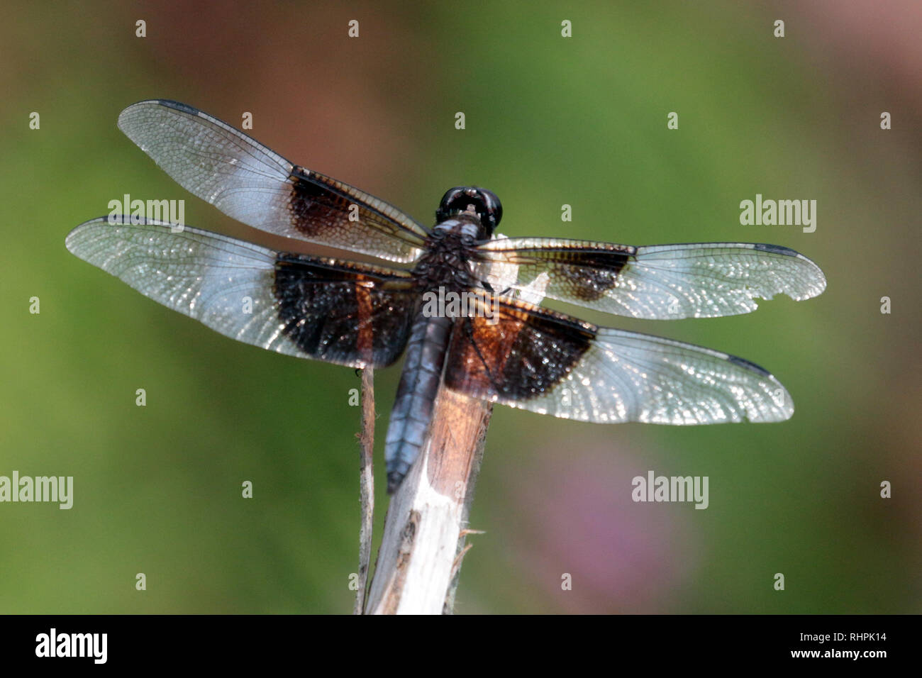 Mating season dragonflies hi-res stock photography and images - Alamy
