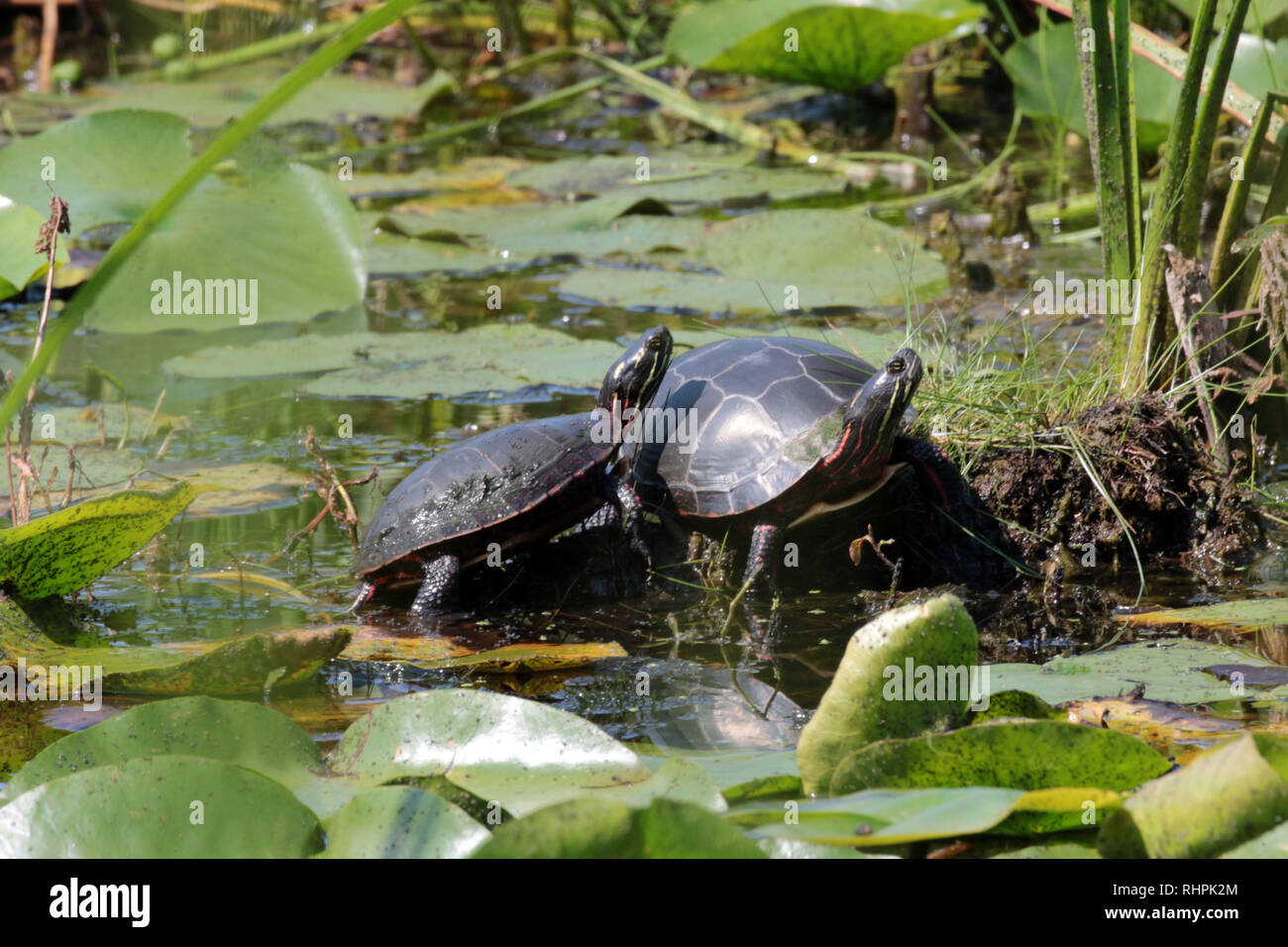 Turtle Food Chain High Resolution Stock Photography and Images - Alamy