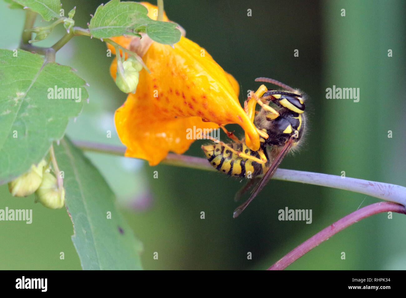 German Yellowjacket wasp on orange marsh flower Stock Photo