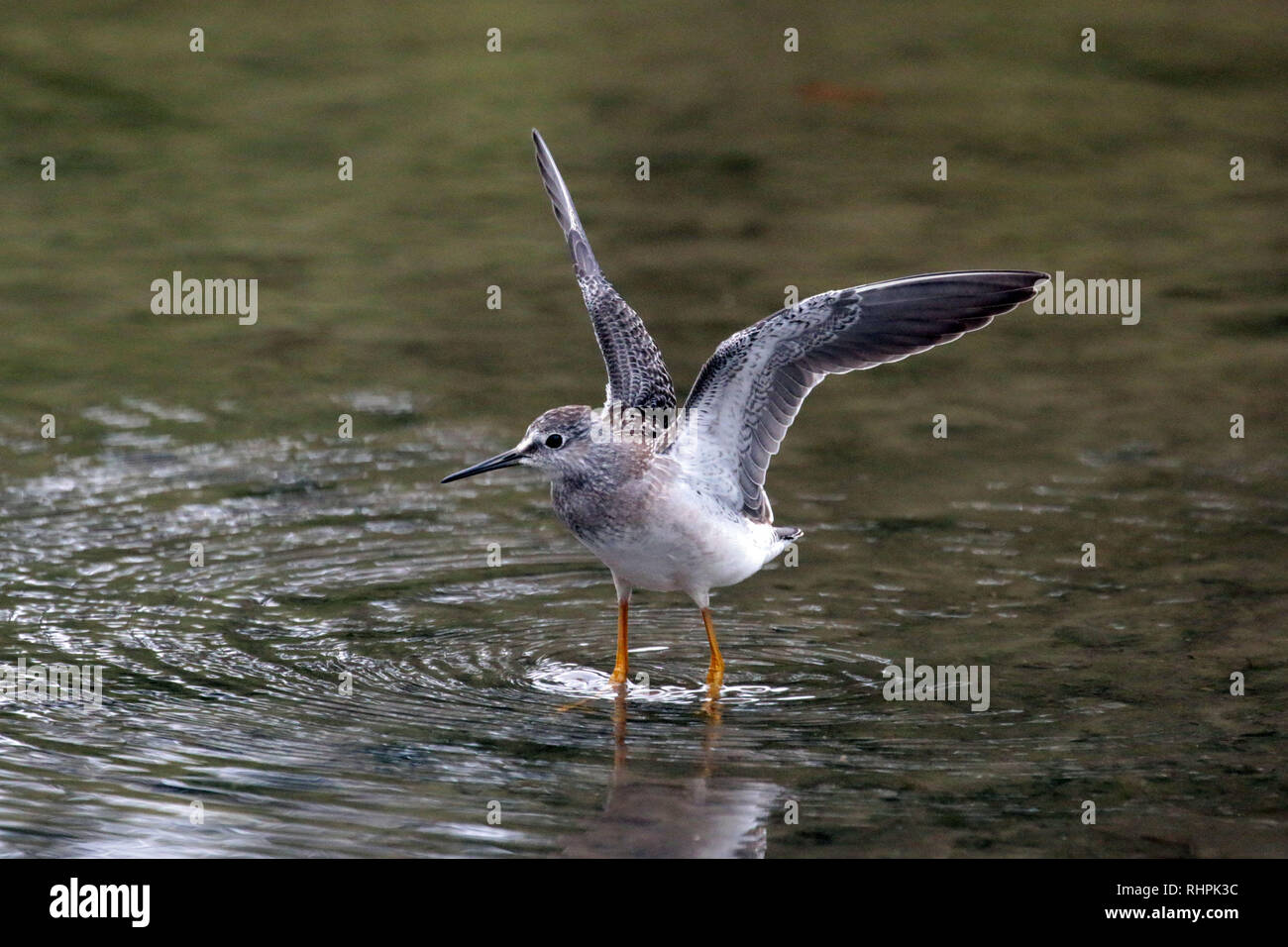 Lesser Yellowlegs in river Stock Photo