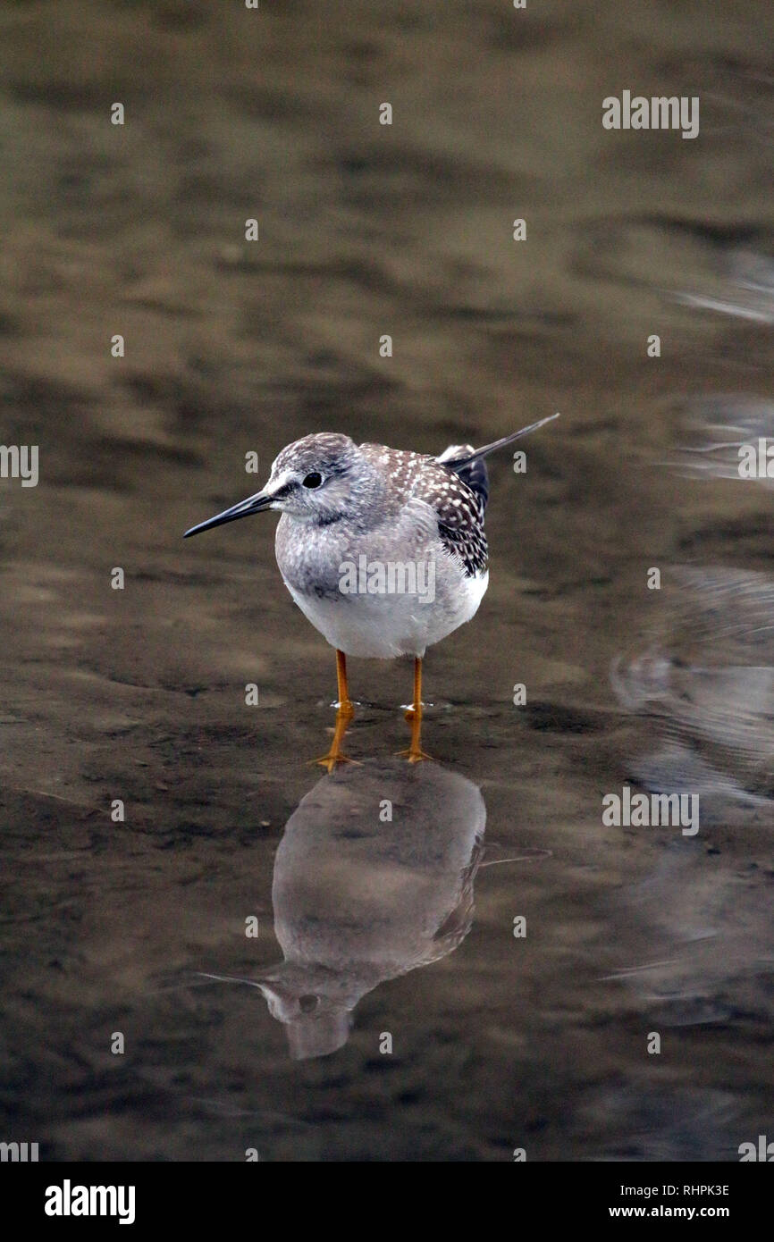 Lesser Yellowlegs in river Stock Photo