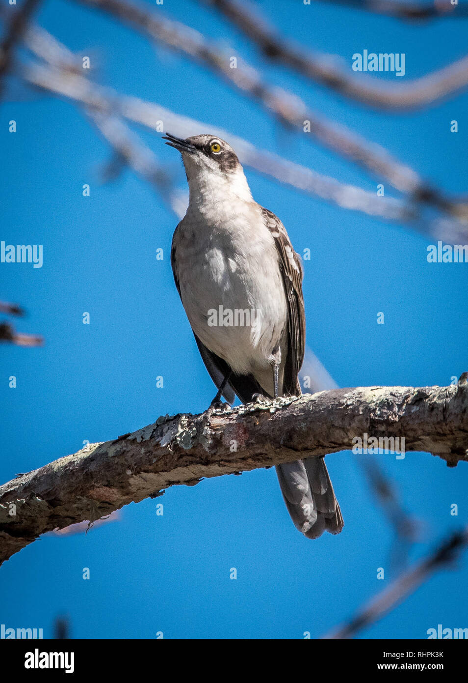 Mockingbird in Galapagos Stock Photo Alamy