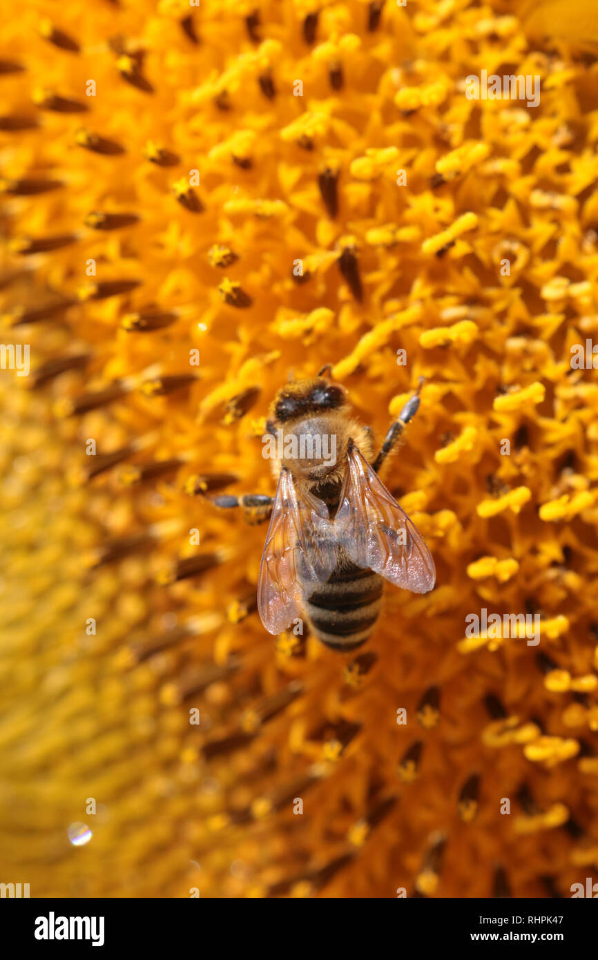 Sunflowers growing on farm Stock Photo Alamy