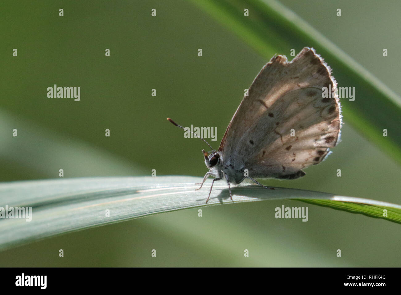 Banded Hairstreak butterfly on leaf Stock Photo