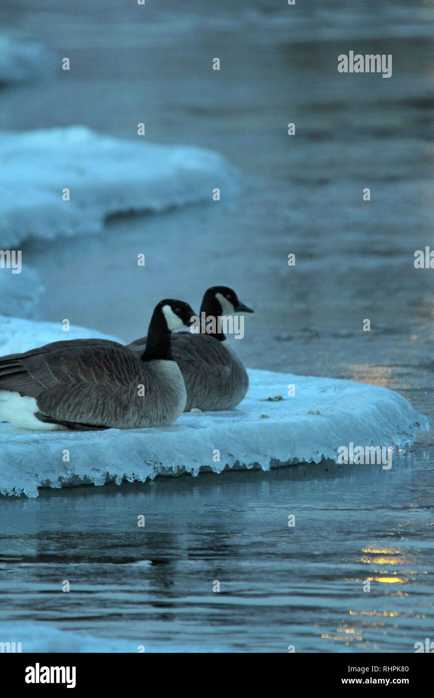 Canada goose at lake shore Stock Photo