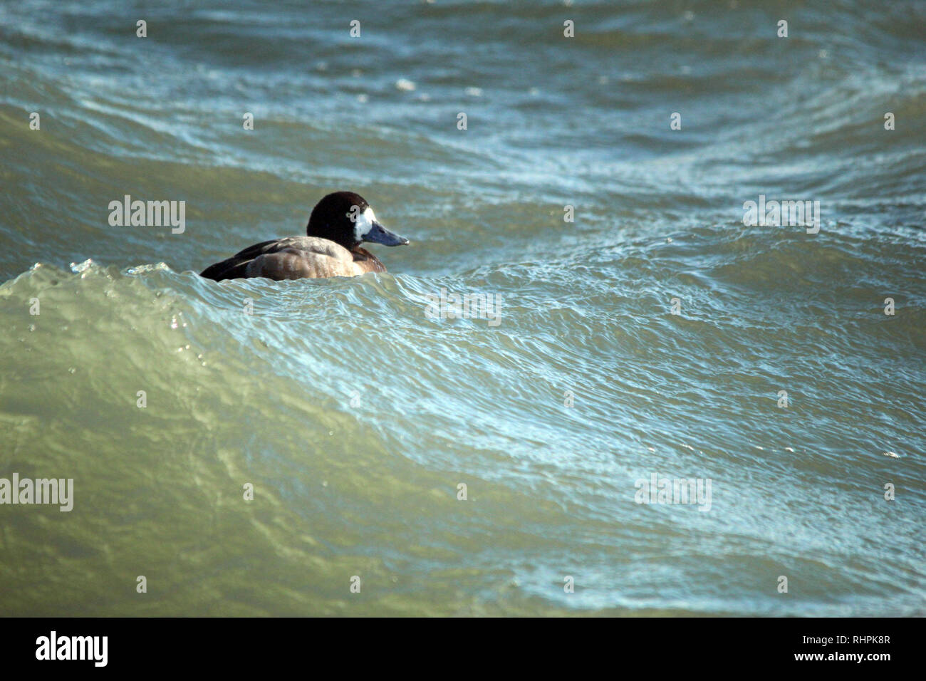 Greater Scaup in wild wavy lake in wind storm Stock Photo