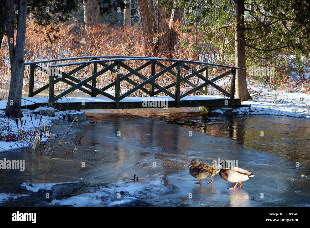 Mallard ducks taken up residence hires stock photography and images