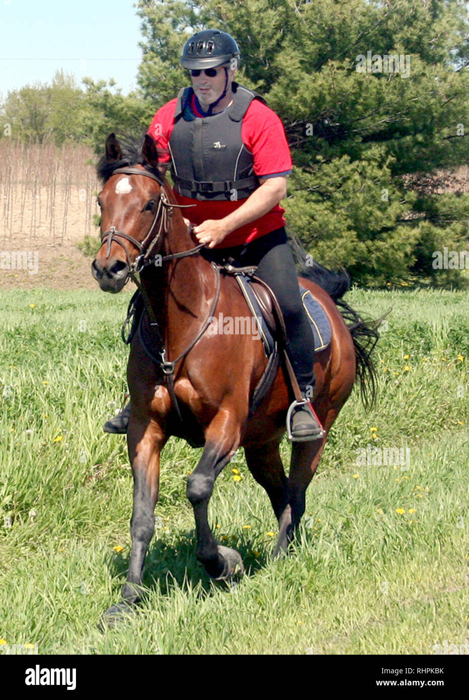 Training an Arabian horse for endurance racing Stock Photo Alamy