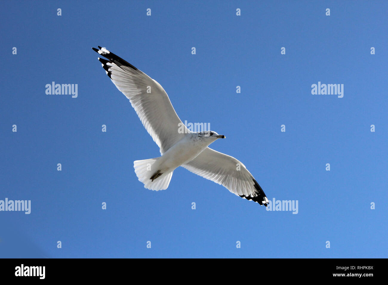 Ring Billed Seagull at Lake Ontario Stock Photo Alamy