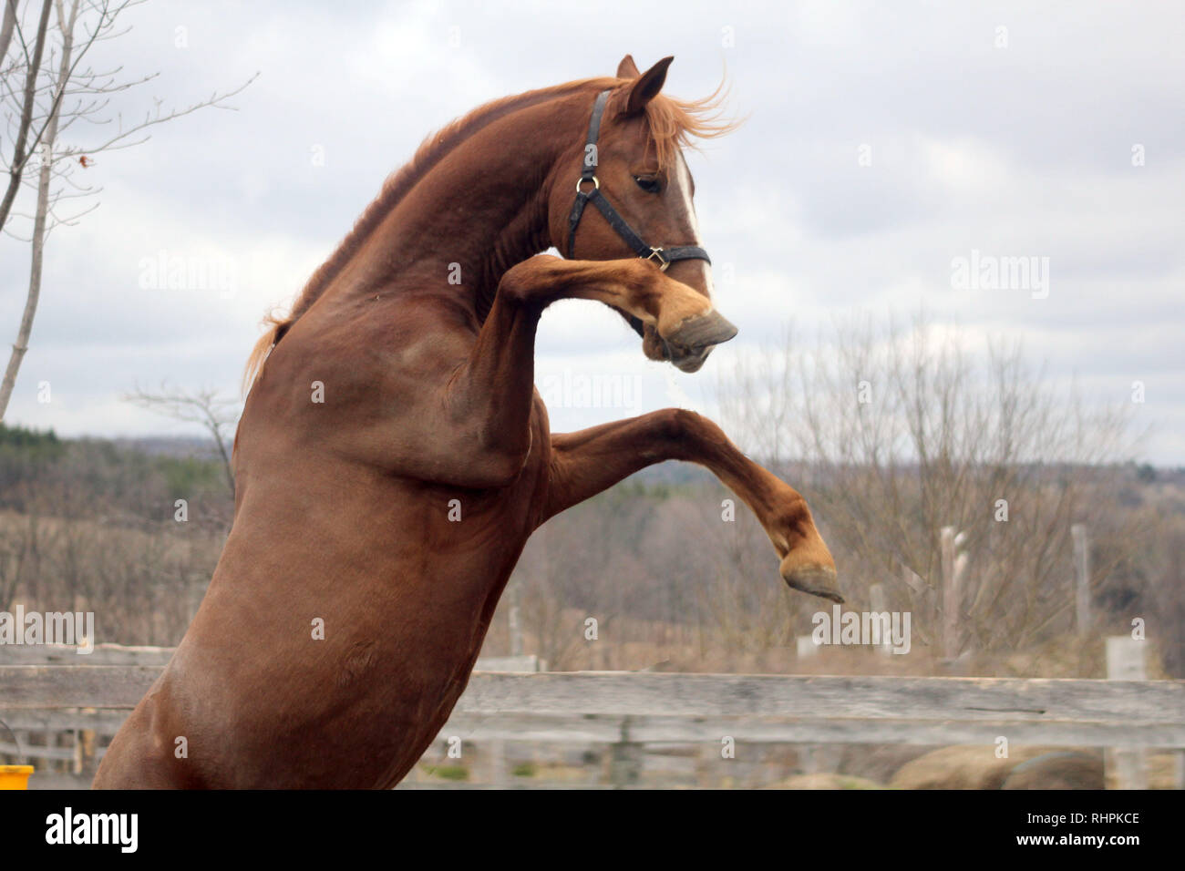 Poorly horse hi-res stock photography and images - Alamy