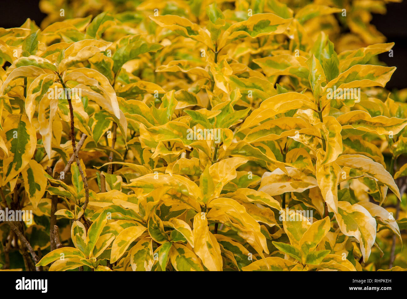 Yellow Fijian fire plant (Acalypha) background Stock Photo