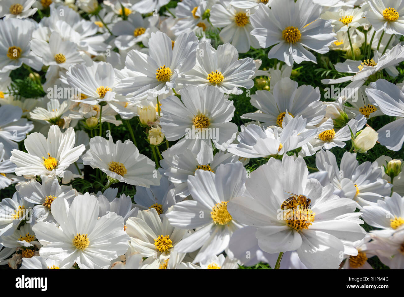 Cosmos bipinnatus sonata hi-res stock photography and images - Alamy