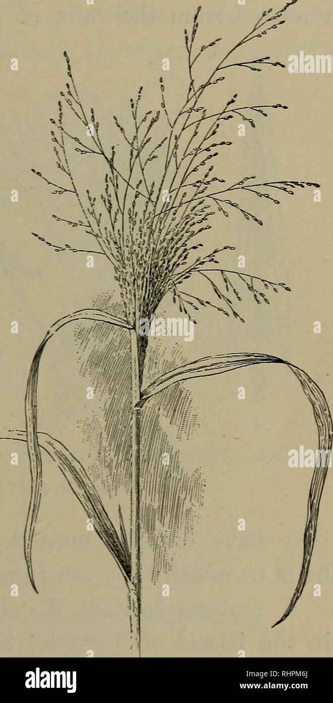 . Foundations of Botany. Botany. HOW PLANTS ARE SCATTERED 381 are : aquatic grasses, rushes and sedges, polygonums, water-dock, bur-reed, arrowhead, water-plantain, pickerel-weed, alder, button- bush, water-parsnip (Sium), water-hemlock (dciita), water penny- wort (Hydrocotyle). 451. Distances traversed by Floating Seeds. — Ocean currents furnish transportation for the longest journeys that are made by floating seeds. It is a well-known fact that cocoa-palms are among the first plants to spring up on newly formed coral islands. The nuts from which these palms grew may readily have floated a th Stock Photo