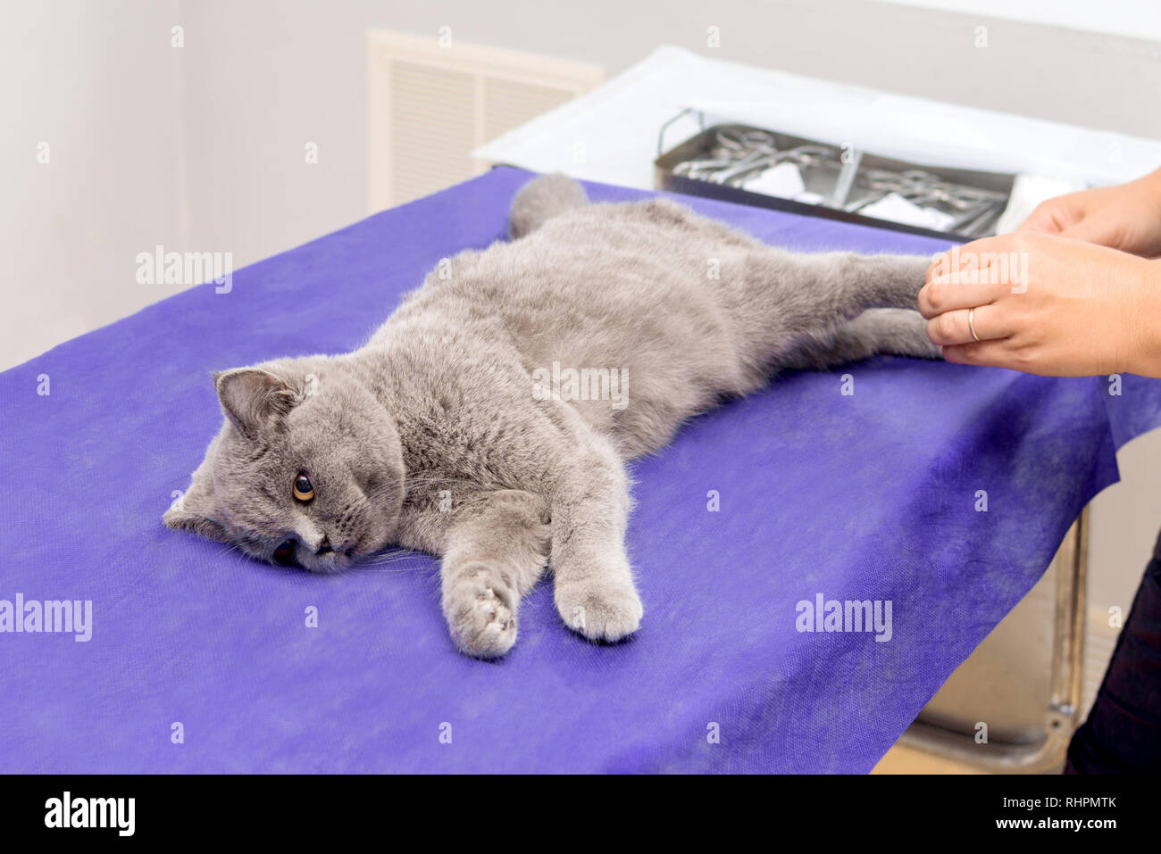 Стерилизация Кошек В Брянске Цена