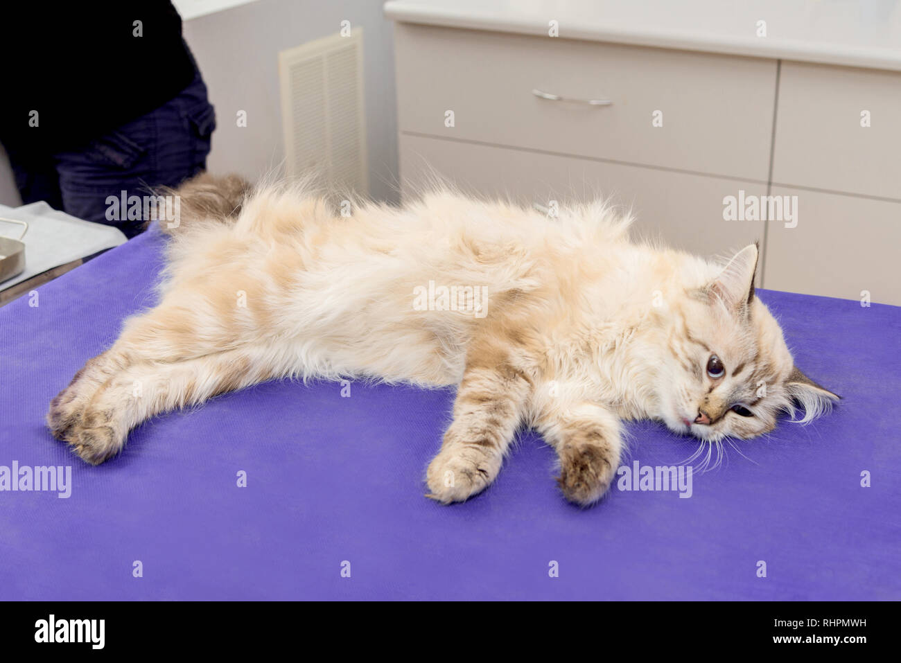 Cat under anesthesia before surgery on an operating table Stock Photo