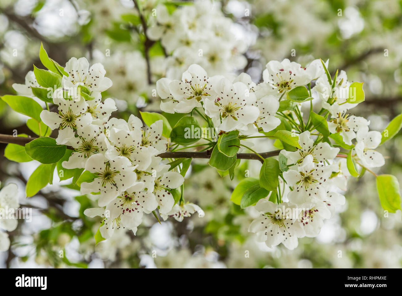 Flowering pear (Pyrus calleryana). This family of ornamental trees produces white spring blossom and glorious autumn foliage. Stock Photo