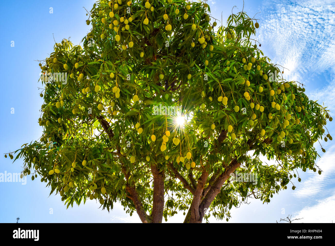 Mango Tree High Resolution Stock Photography And Images Alamy