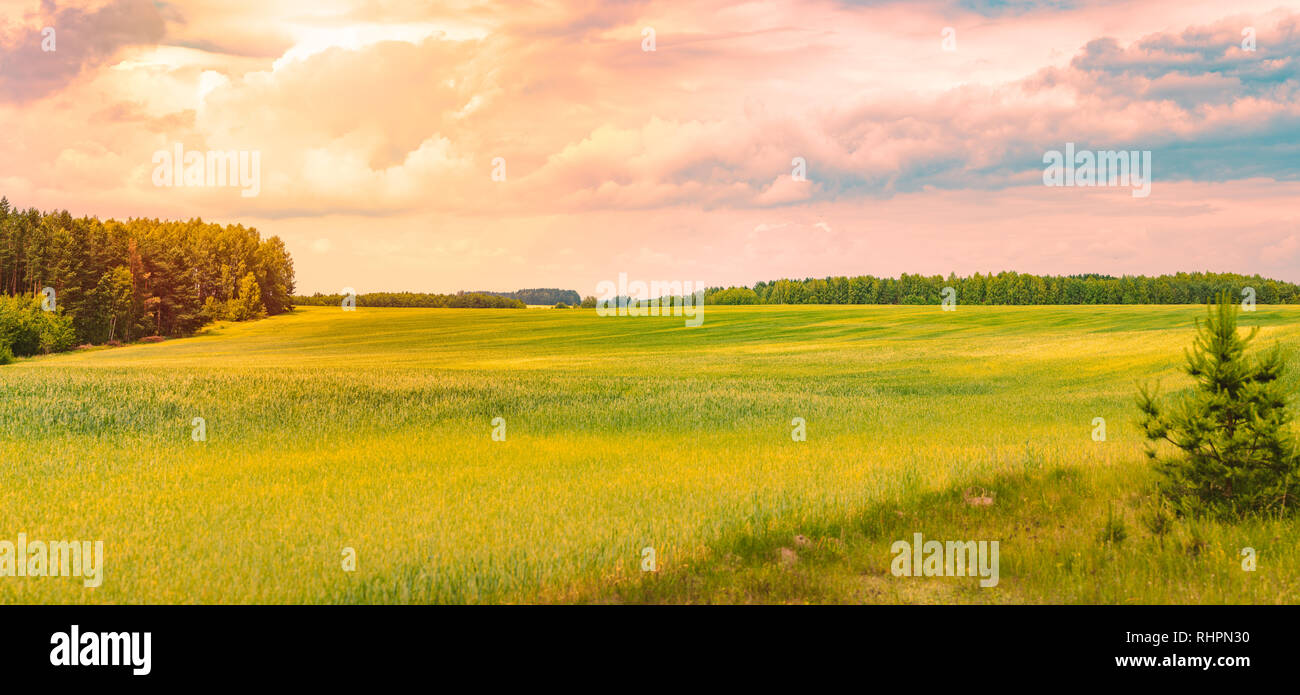 Sunset over beautiful field with green grass. Sky and clouds in ...