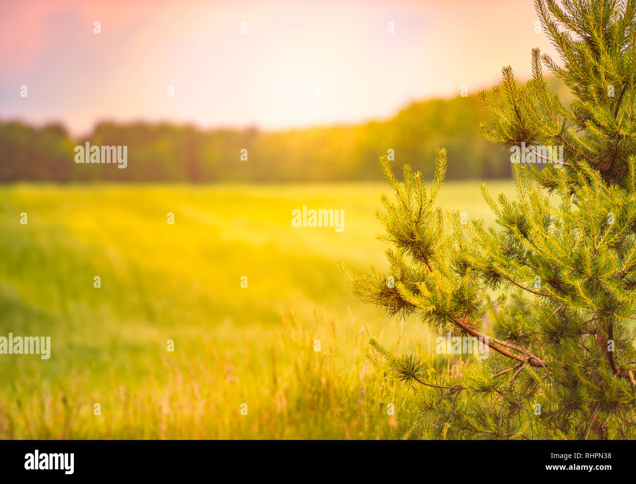 Sunset over beautiful field with green grass. Sky and clouds in ...