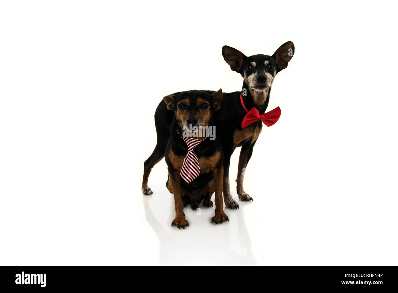 TWO ELDERLY PINSCHERS DOGS WITH RED BOW TIE ISOLATED ON WHITE BACKGROUND. Stock Photo