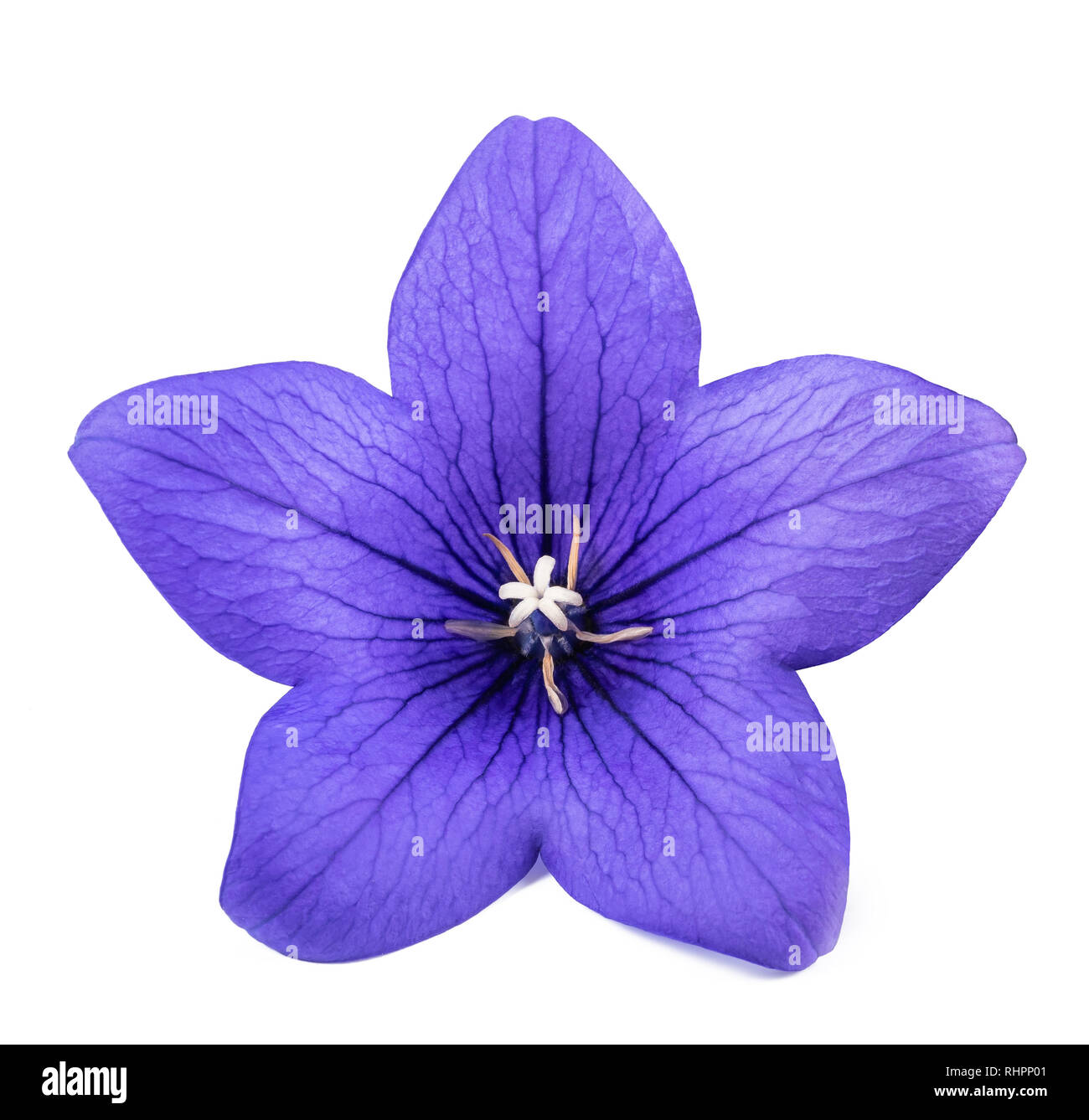 Chinese bellflower hi-res stock photography and images - Alamy