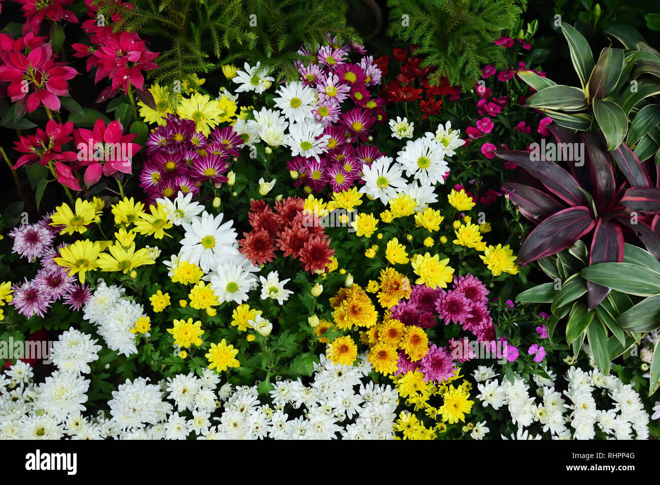 Mix color flower blooming at flower market Stock Photo Alamy