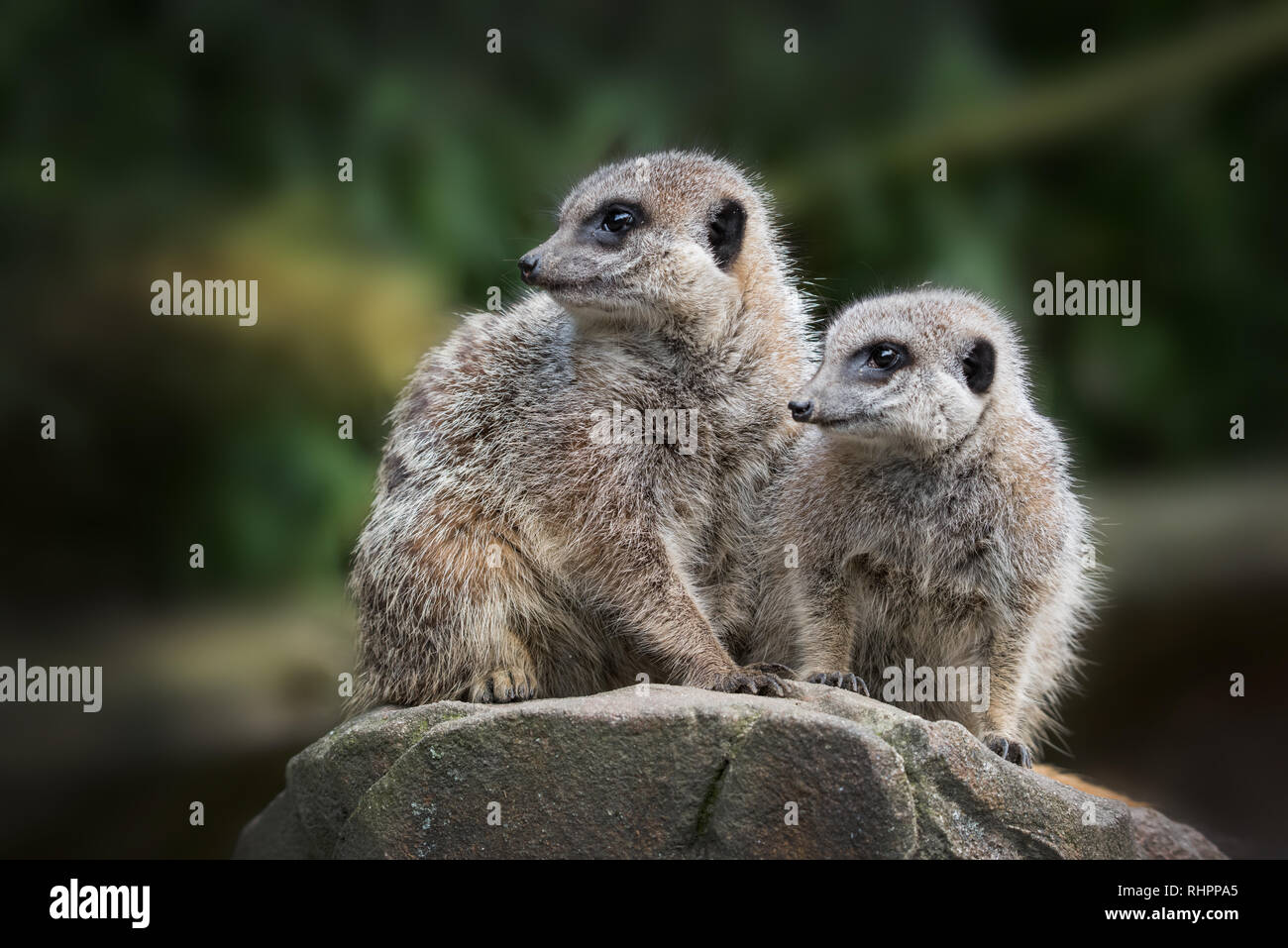 two meercats sharing guard duty, Stock Photo