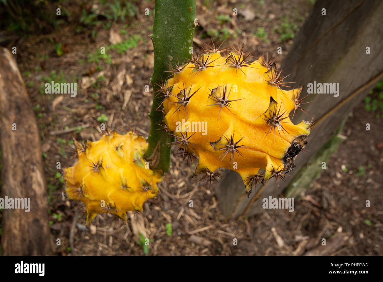 Two Yellow Dragon Fruit or Pitaya (Pitahaya) growing on Dragon Fruit Cactus Stock Photo