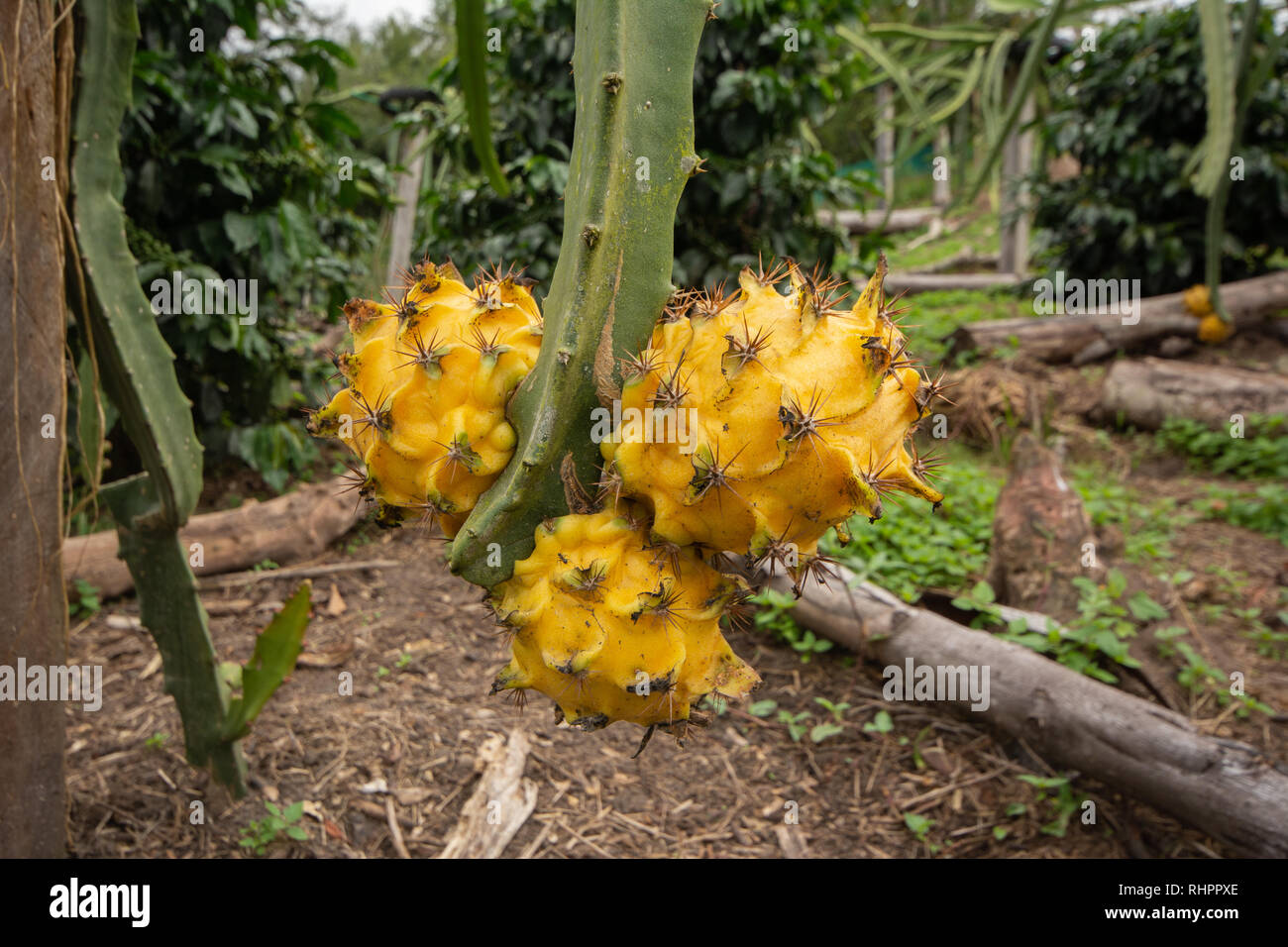 Three Yellow Dragon Fruit or Pitaya (Pitahaya) growing on Dragon Fruit Cactus among Coffee Bushes in a Plantation in Peru Stock Photo