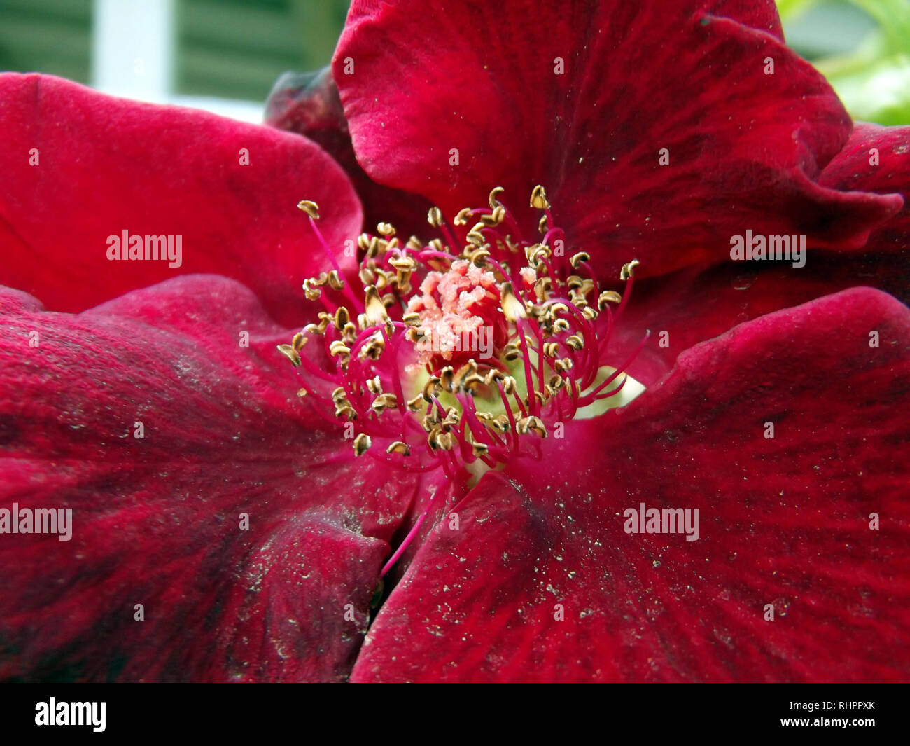 Red Rose Pollen Detail Stock Photo Alamy