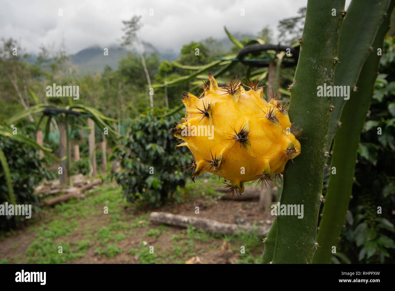 A Yellow Dragon Fruit or Pitaya (Pitahaya) growing on Dragon Fruit