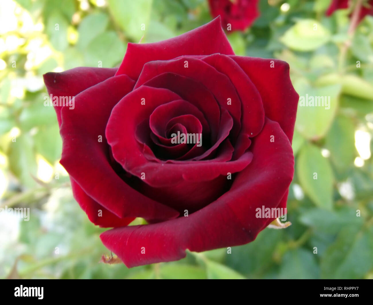 Big red rose hi-res stock photography and images - Alamy