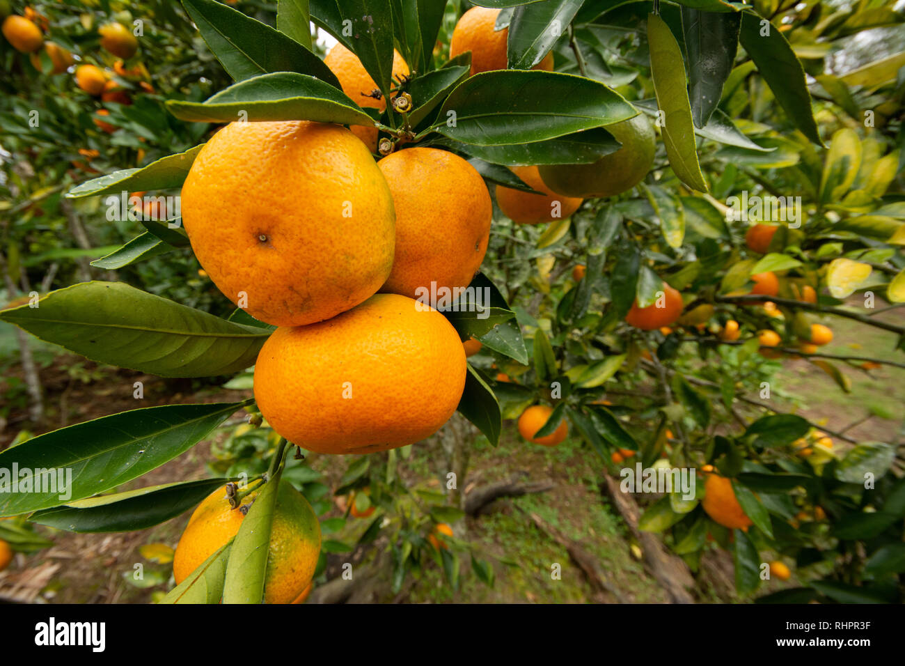 Ripe Mandarin Oranges growing on a tree Stock Photo