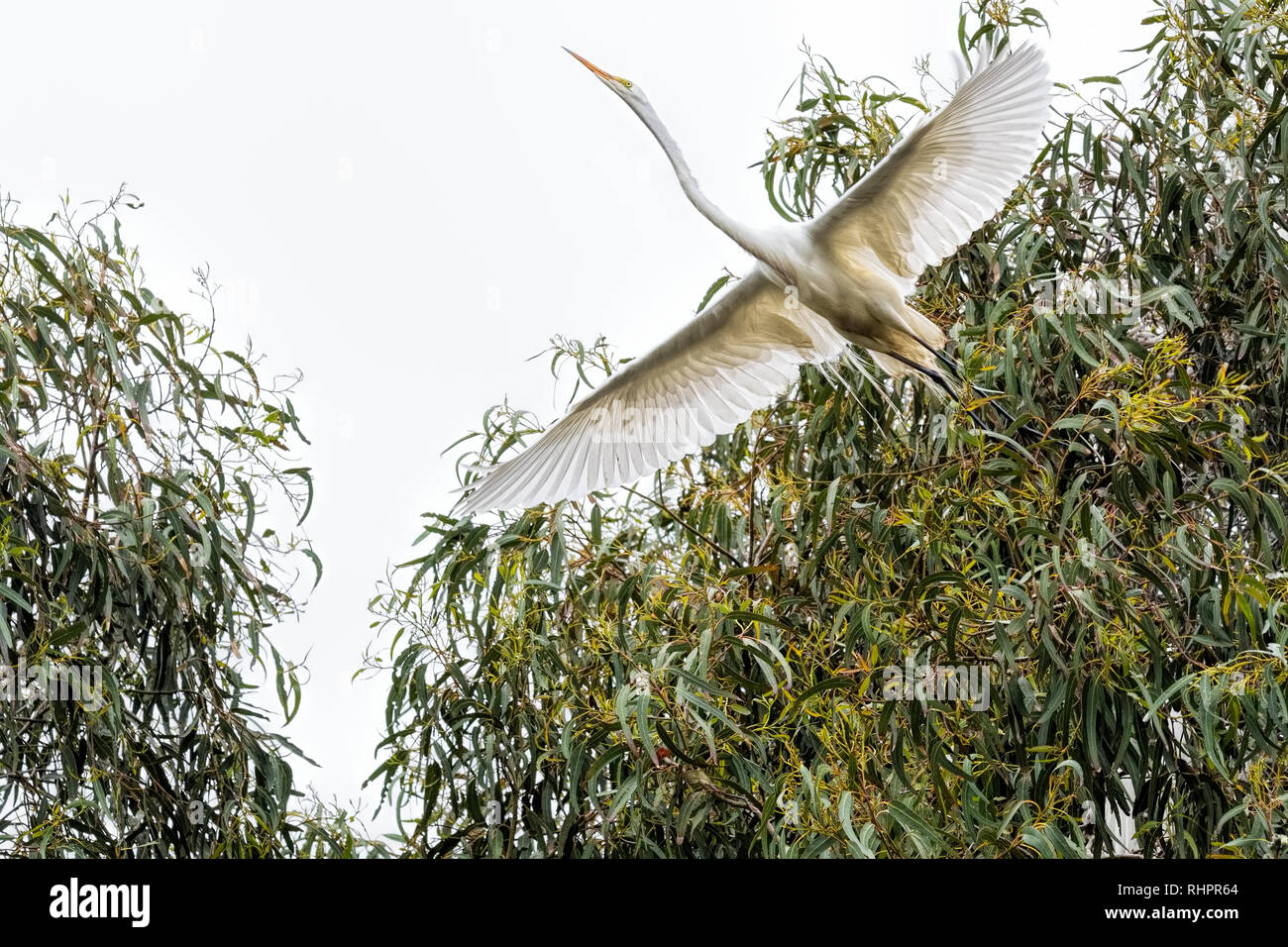 The Great Egret (Ardea alba) nests in large colonies. This bird belonged to a group living in a Eucalyptus tree. Stock Photo