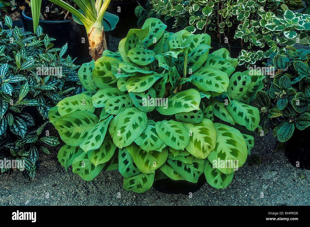 Maranta leuconeura 'kerchoveana' a clump forming evergreen perennial that has small white flowers.Sometimes called Rabbits foot or Rabbits tracks Stock Photo