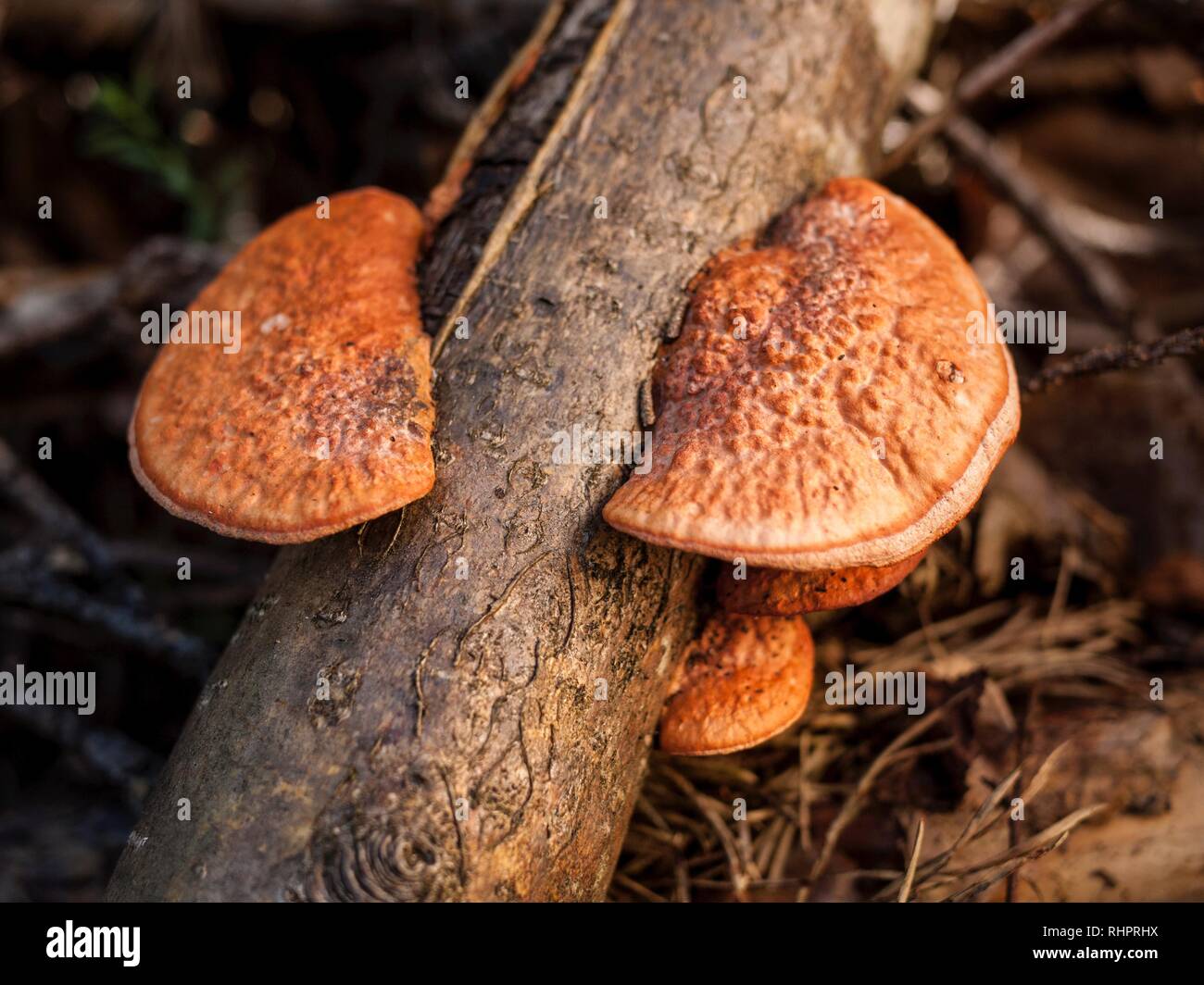 The Cinnabar Polypore, or Pycnoporus cinnabarinus is very rare, or even extinct in the UK, although widely distributed worldwide. Stock Photo