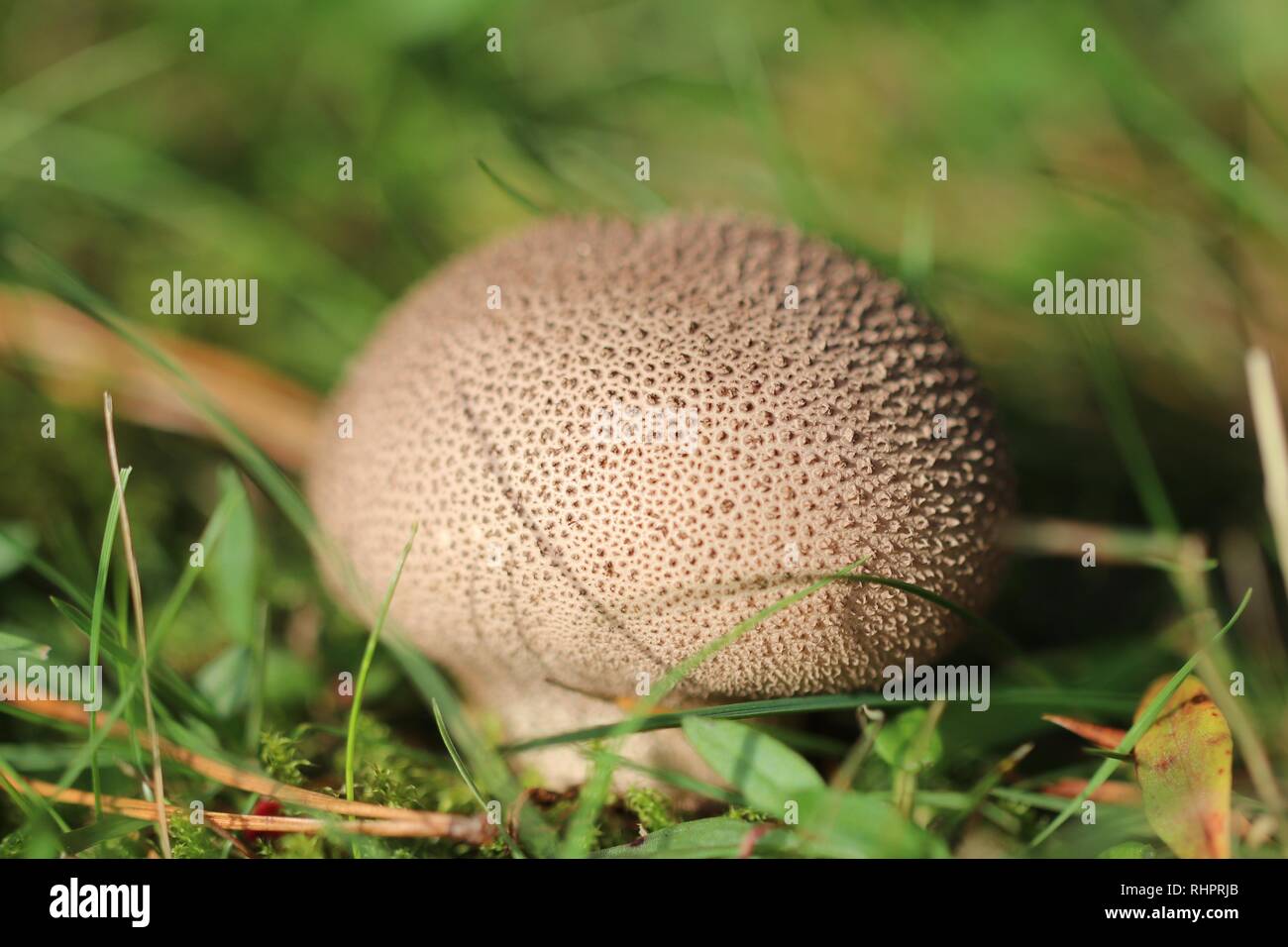 A fresh Puffball, from the Lycoperdon genus sits in a grassy field. Stock Photo