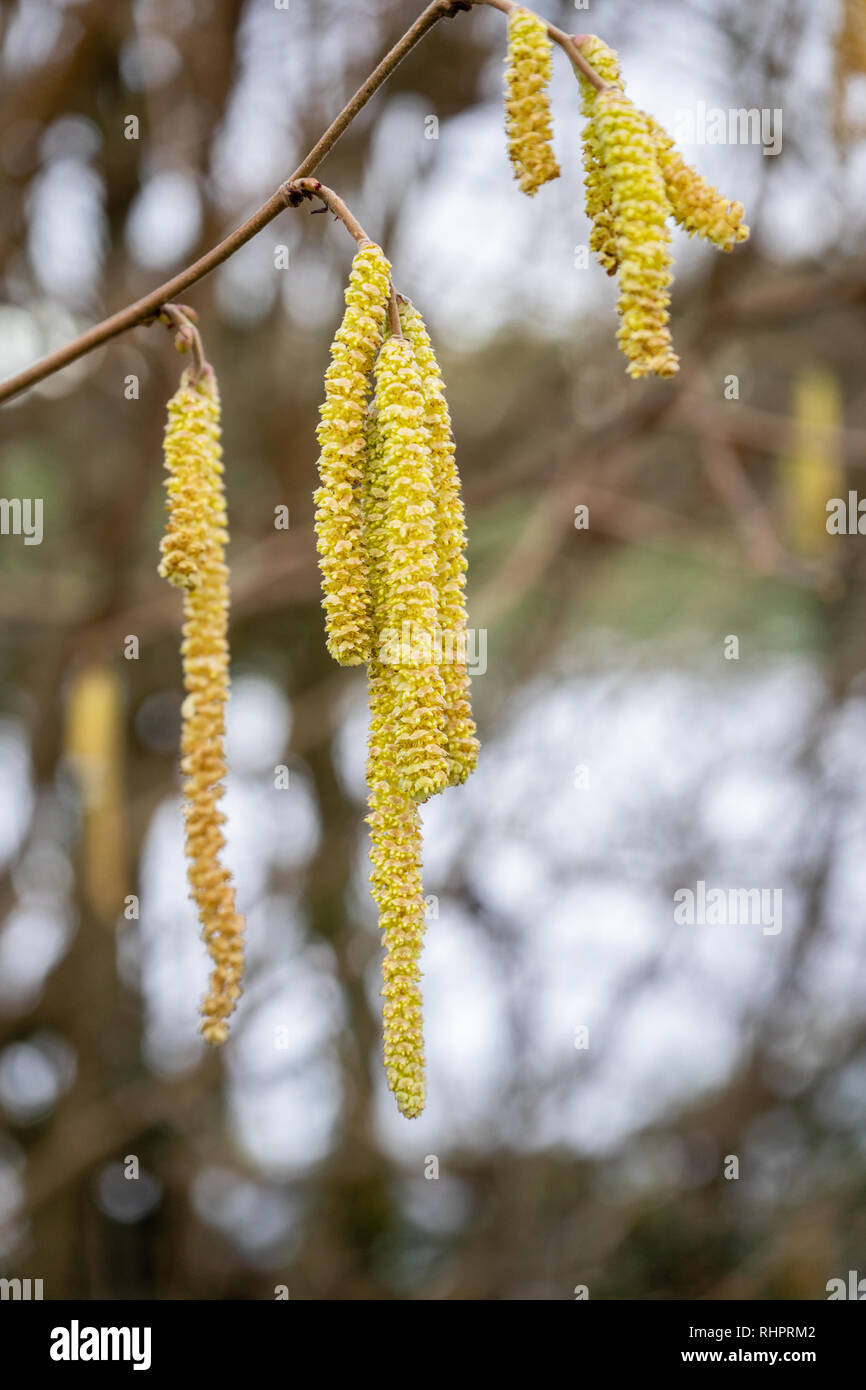 Male catkins on a common hazel (Corylus avellana) during winter in Southern England, UK, Europe Stock Photo